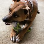 Darn Tough Vermont Team Micro Crew UltraLight and Small Stripe Crew Lite Review