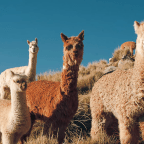 Give the Gift of Alpaca Softness